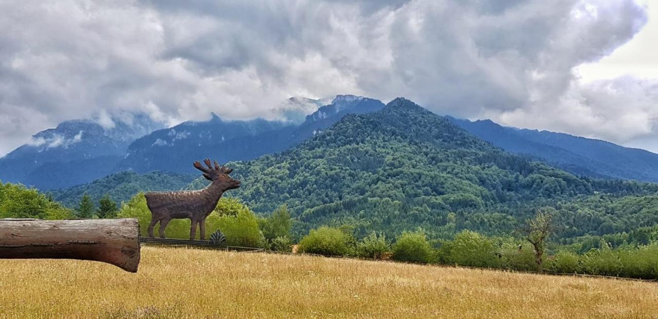 Cabana Vanatorului Rîşnov エクステリア 写真